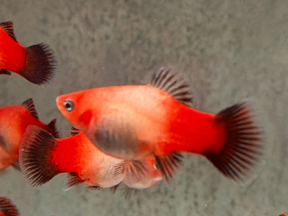 Platy Showa Xiphophorus maculatus