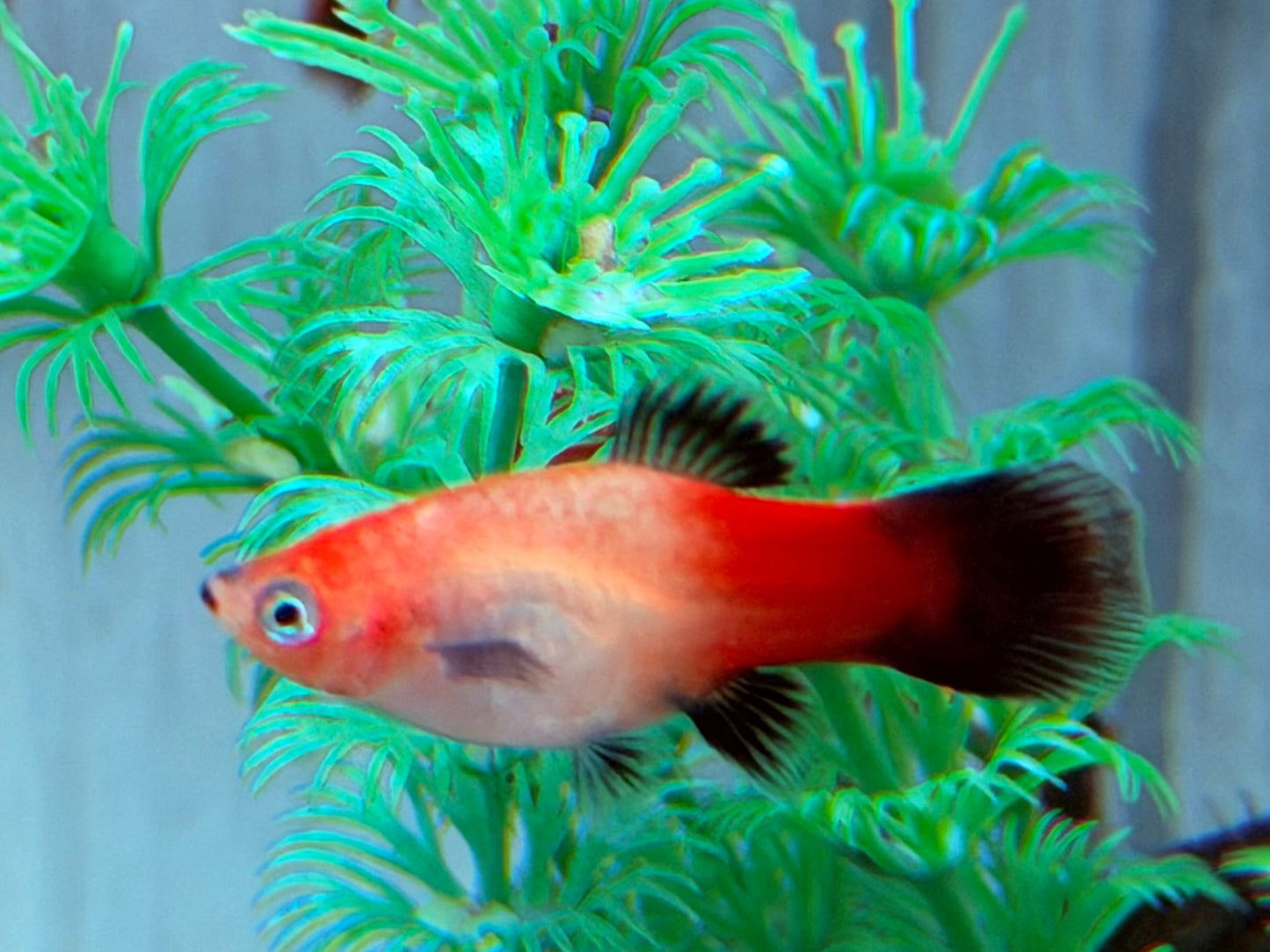Platy Showa Xiphophorus maculatus