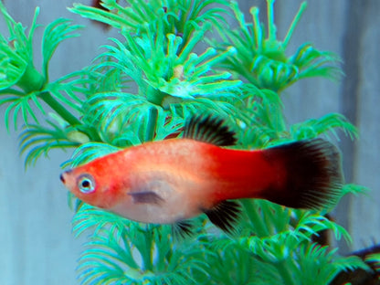 Platy Showa Xiphophorus maculatus