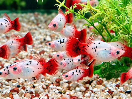 Platy Showa rot weiß calico Xiphophorus maculatus Männchen