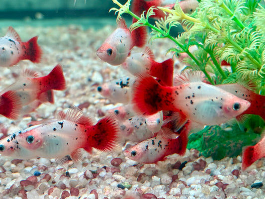 Platy Showa rot weiß calico Xiphophorus maculatus
