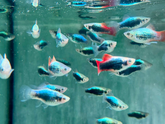 Platy Tuxedo neon blau Xiphophorus maculatus