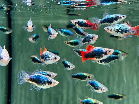 Platy Tuxedo neon blau Xiphophorus maculatus