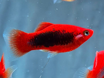 Platy Tuxedo rot Xiphophorus maculatus