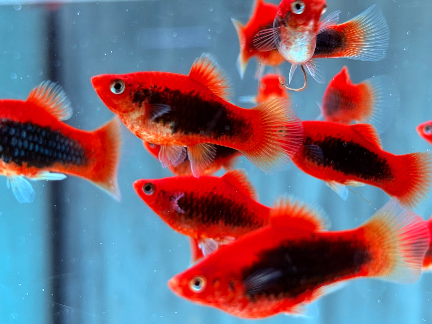 Platy Tuxedo rot Xiphophorus maculatus