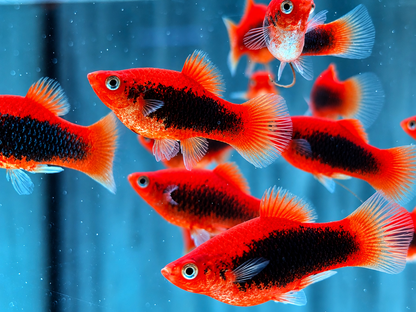 Platy Tuxedo rot Xiphophorus maculatus
