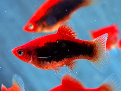 Platy Tuxedo rot Xiphophorus maculatus