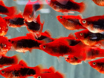 Platy Tuxedo rot Xiphophorus maculatus
