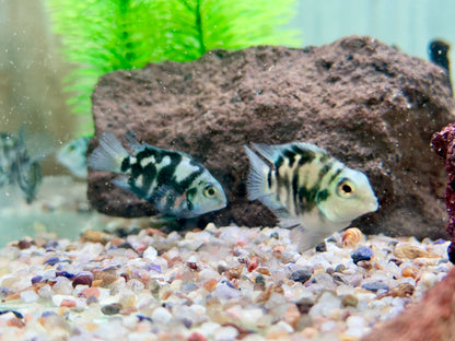 Polar Blue Tiger Parrot Cichlid Amatitlania nicrofasciatum var.