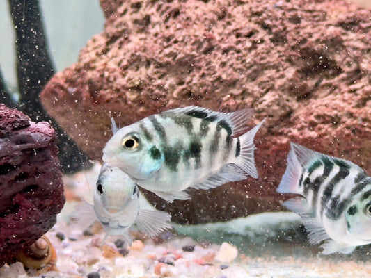 Polar Blue Tiger Parrot Cichlid Amatitlania nicrofasciatum var.