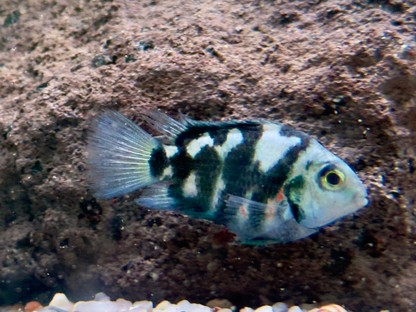 Polar Blue Tiger Parrot Cichlid Amatitlania nicrofasciatum var.