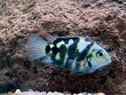 Polar Blue Tiger Parrot Cichlid Amatitlania nicrofasciatum var.
