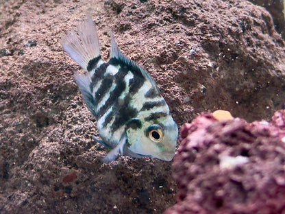 Polar Blue Tiger Parrot Cichlid Amatitlania nicrofasciatum var.