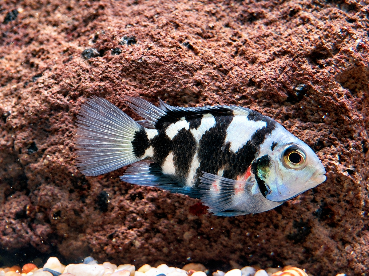 Polar Blue Tiger Parrot Cichlid Amatitlania nicrofasciatum var.