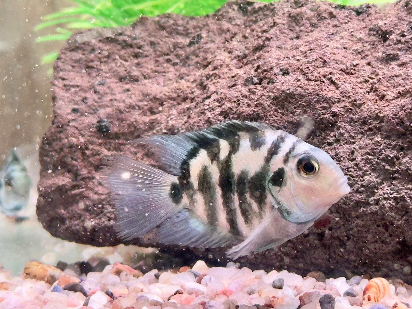 Polar Blue Tiger Parrot Cichlid Amatitlania nicrofasciatum var.