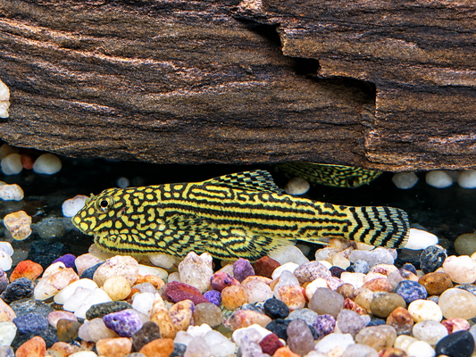 Prachtflossensauger Sewellia lineolata 3,2-3,8 cm