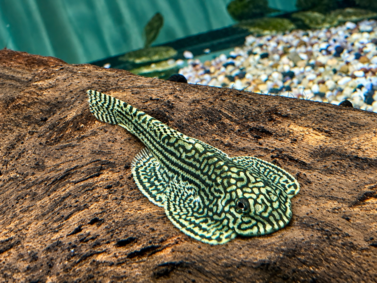 Prachtflossensauger Sewellia lineolata 3,2-3,8 cm