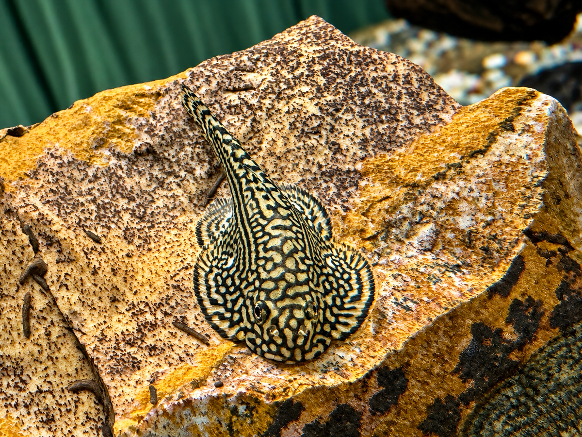 Prachtflossensauger Sewellia lineolata 3,2-3,8 cm