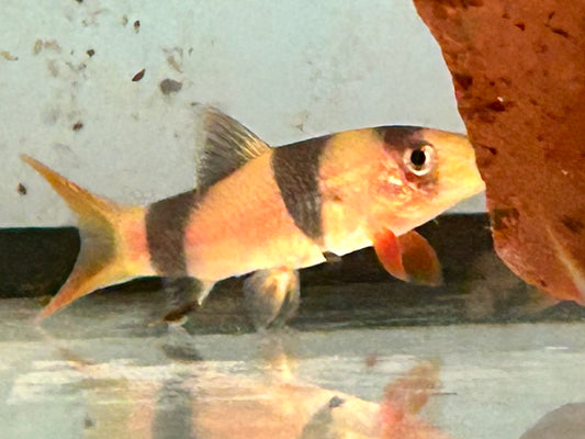 Prachtschmerle Chromobotia Botia macracanthus