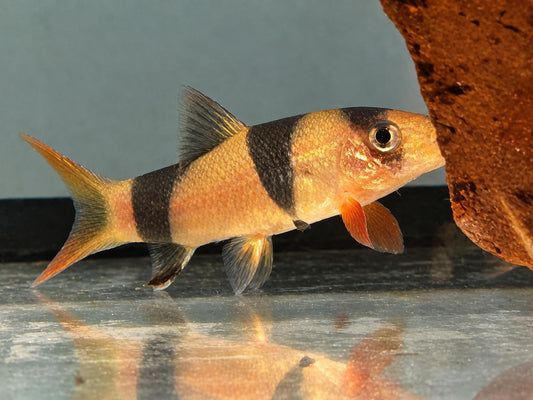 Prachtschmerle Chromobotia Botia macracanthus