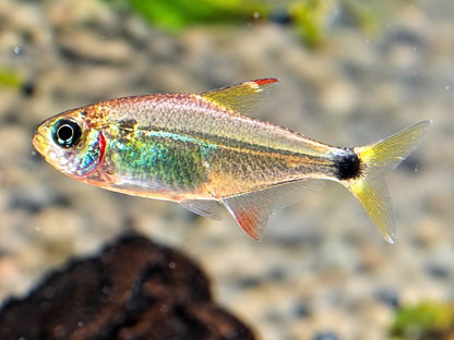 Procyon-Salmler Hyphessobrycon procyon 2-3 cm