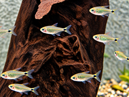 Procyon-Salmler Hyphessobrycon procyon 2-3 cm
