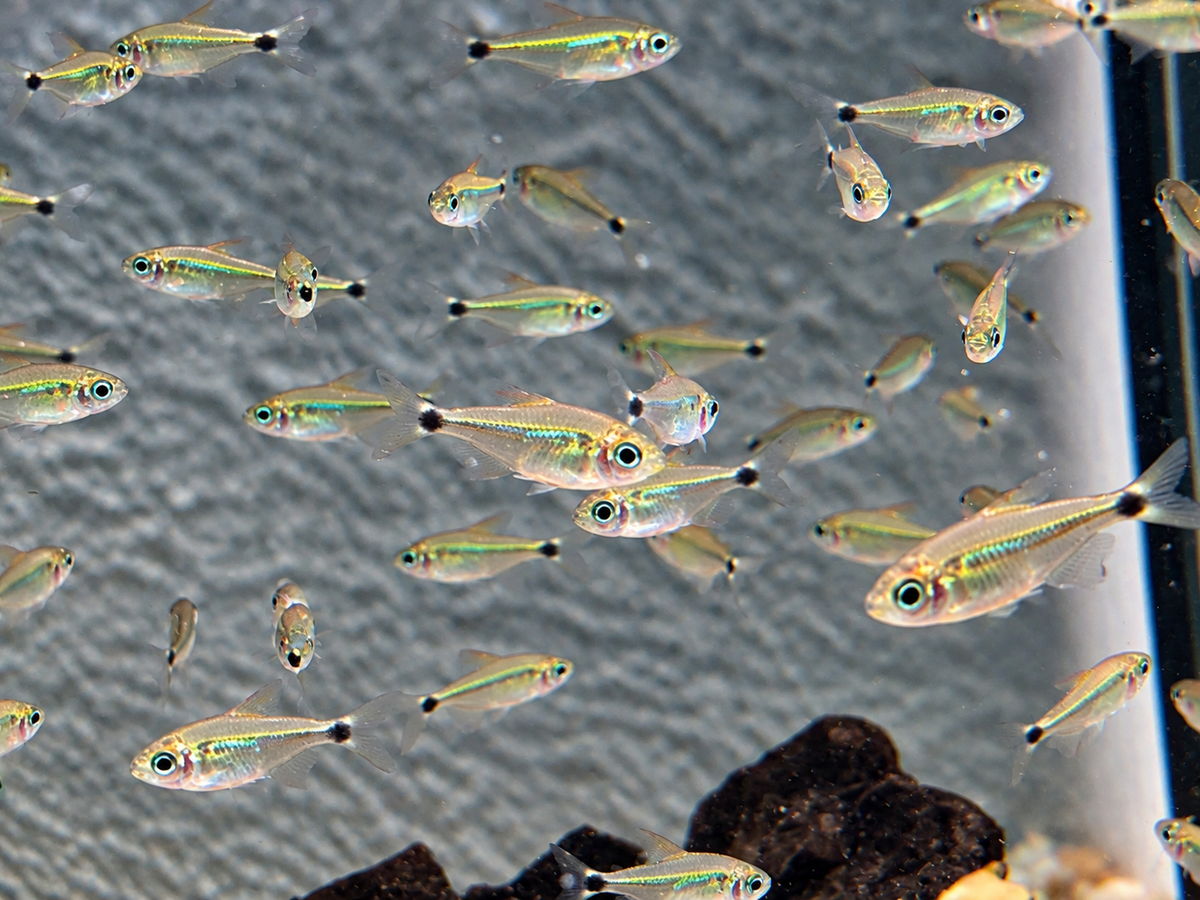 Procyon-Salmler Hyphessobrycon procyon 2-3 cm