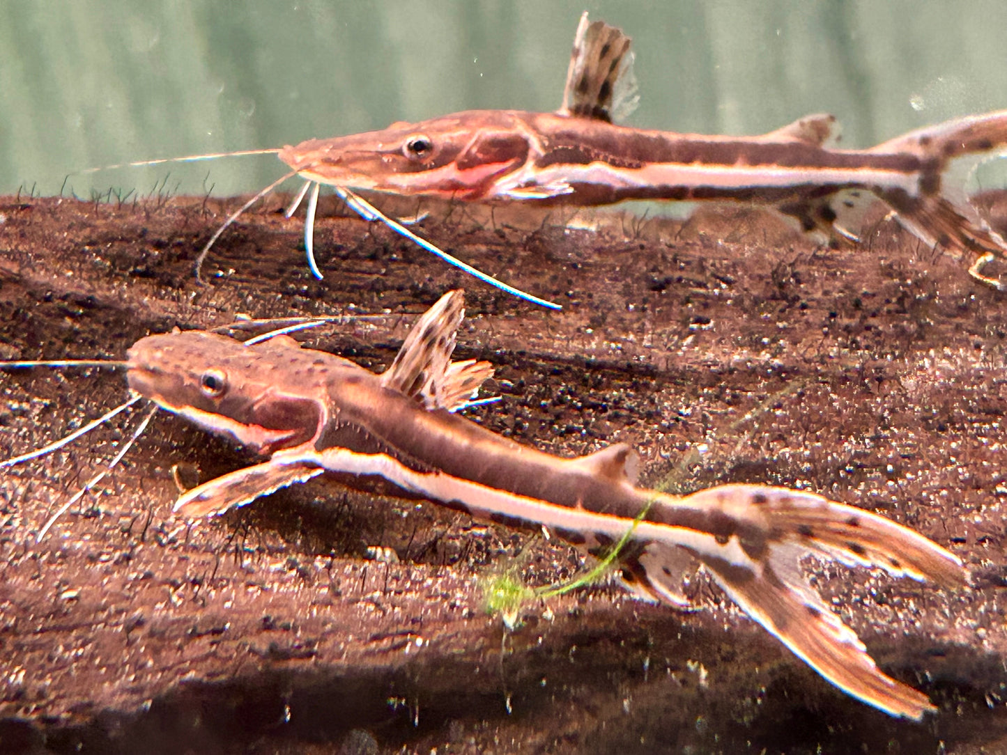Tigerspatelwels Pseudoplatystoma fasciatum 16-20 cm