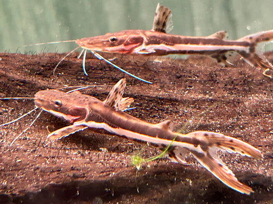 Tigerspatelwels Pseudoplatystoma fasciatum 16-20 cm