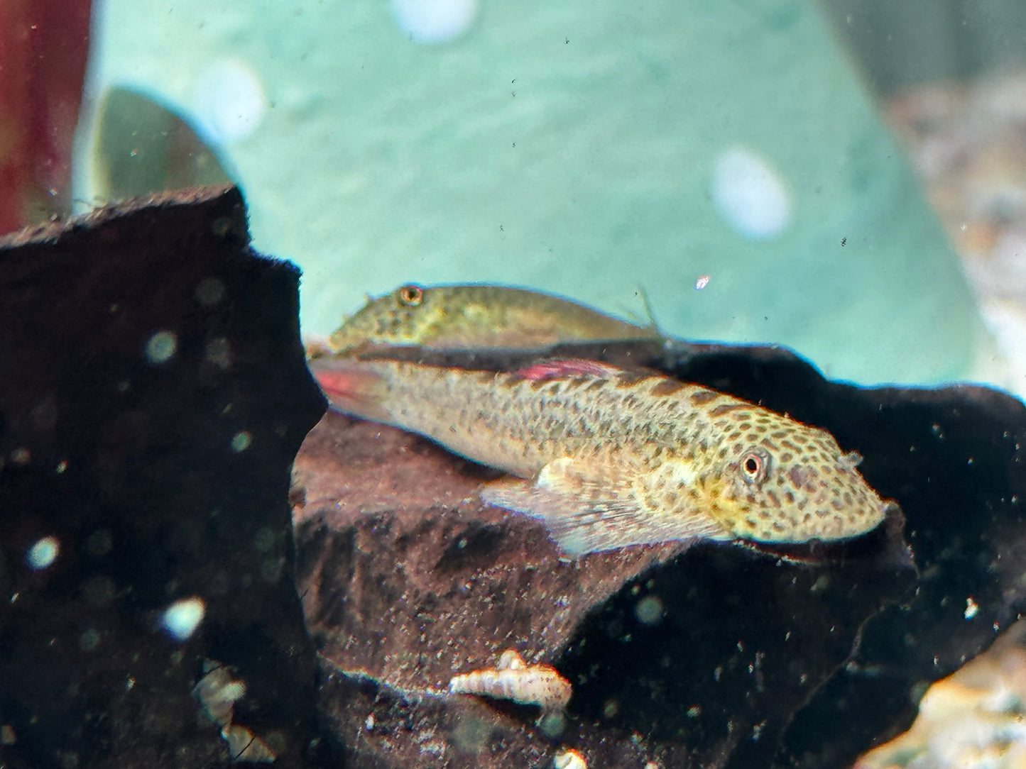 Purple Fin Flossensauger Pseudogastromyzon laticeps