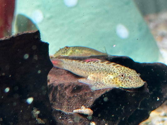 Purple Fin Flossensauger Pseudogastromyzon laticeps