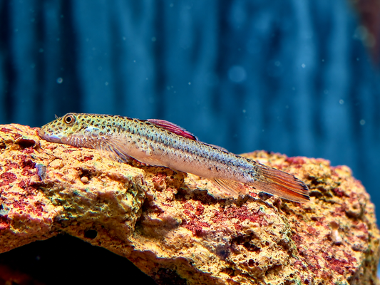 Purple Fin Flossensauger Pseudogastromyzon laticeps