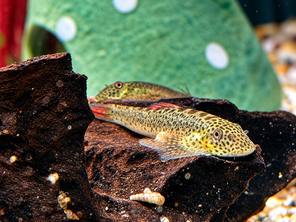 Purple Fin Flossensauger Pseudogastromyzon laticeps