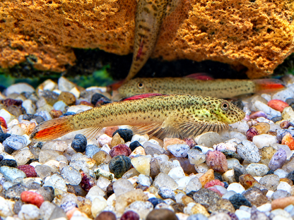 Purple Fin Flossensauger Pseudogastromyzon laticeps