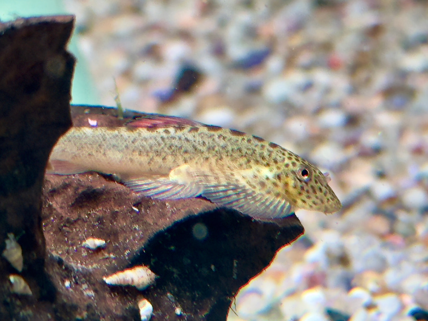 Purple Fin Flossensauger Pseudogastromyzon laticeps