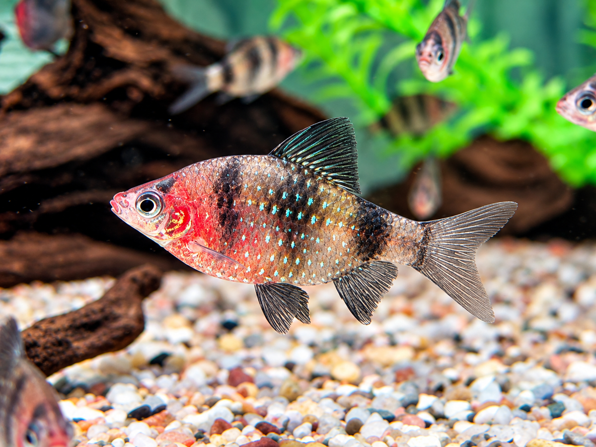 Purpurkopfbarbe Puntius I Pethia nigrofasciata