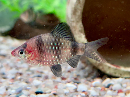 Purpurkopfbarbe Puntius I Pethia nigrofasciata