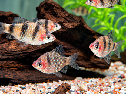 Purpurkopfbarbe Puntius I Pethia nigrofasciata