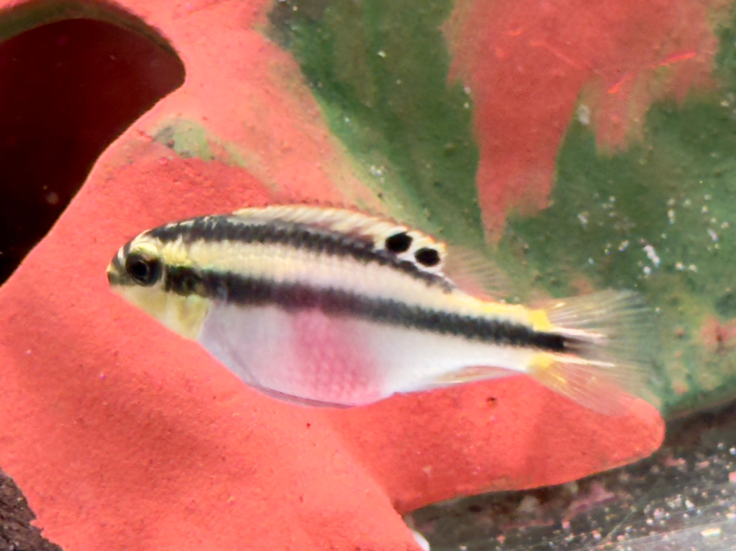 Purpurprachtbarsch Pelvicachromis pulcher