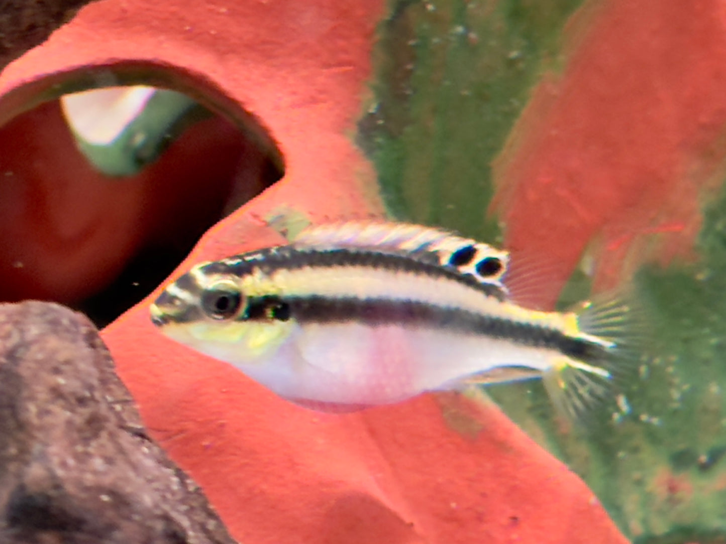 Purpurprachtbarsch Pelvicachromis pulcher