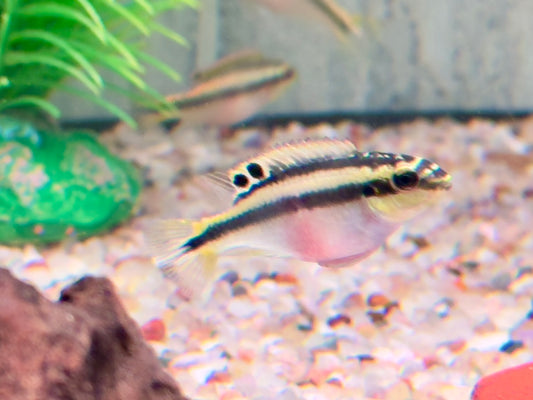 Purpurprachtbarsch Pelvicachromis pulcher