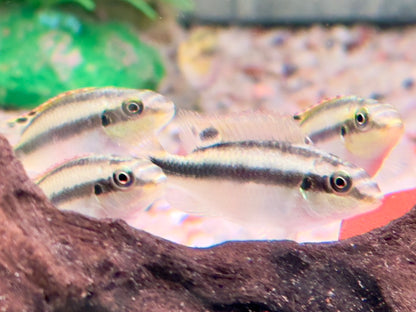 Purpurprachtbarsch Pelvicachromis pulcher