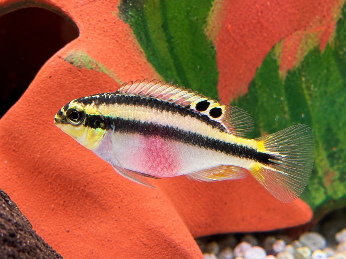 Purpurprachtbarsch Pelvicachromis pulcher