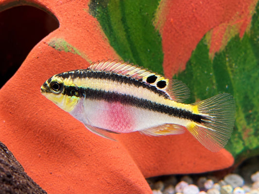Purpurprachtbarsch Pelvicachromis pulcher