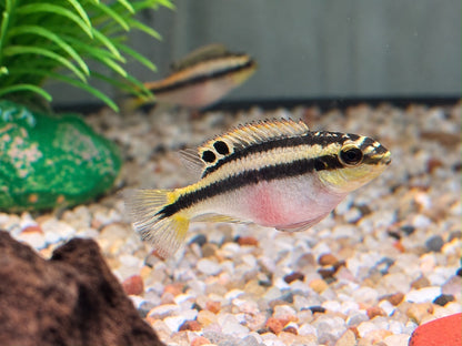 Purpurprachtbarsch Pelvicachromis pulcher