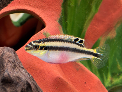 Purpurprachtbarsch Pelvicachromis pulcher