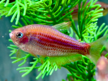 Purpurstreifen Königssalmler Inpaichthys parauapiranga 3-3,5 cm