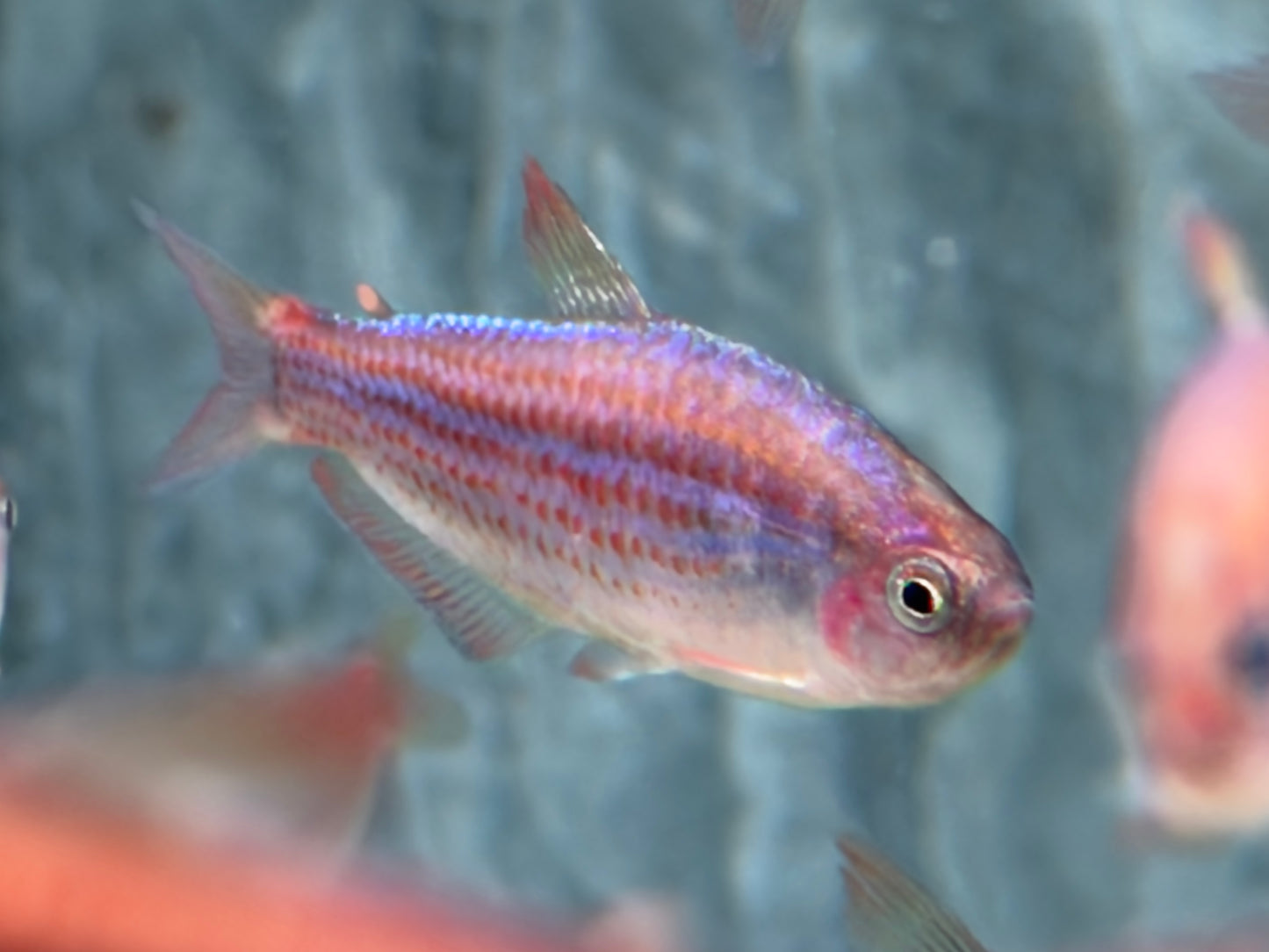 Purpurstreifen Königssalmler Inpaichthys parauapiranga 3-3,5 cm