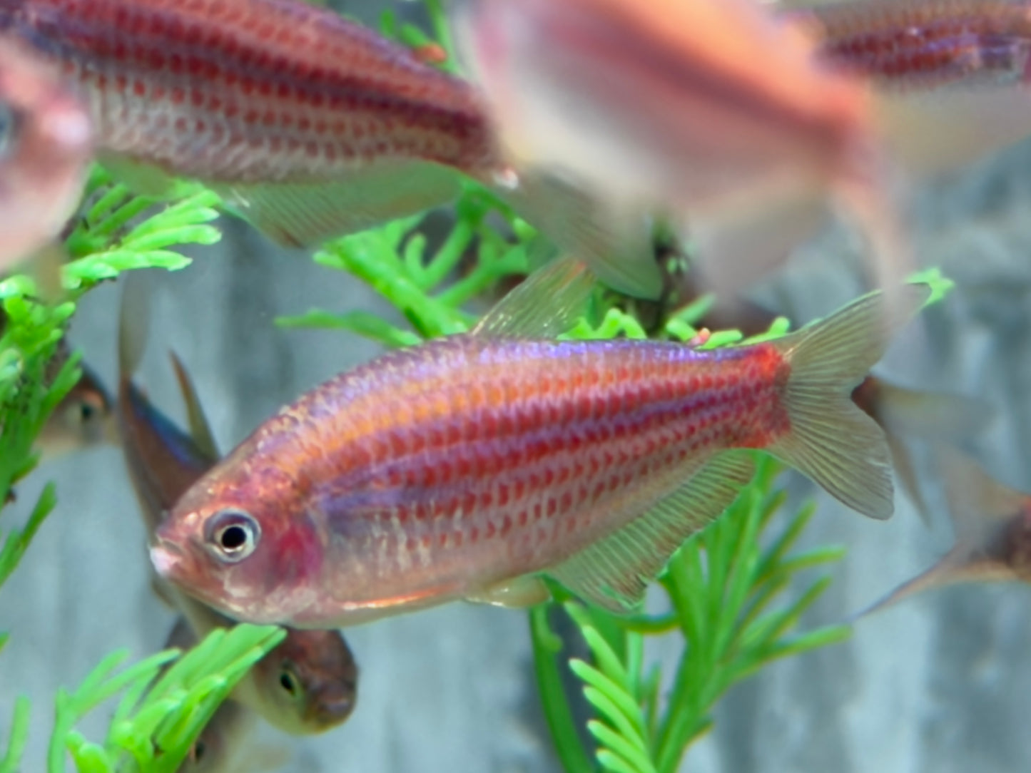 Purpurstreifen Königssalmler Inpaichthys parauapiranga 3-3,5 cm