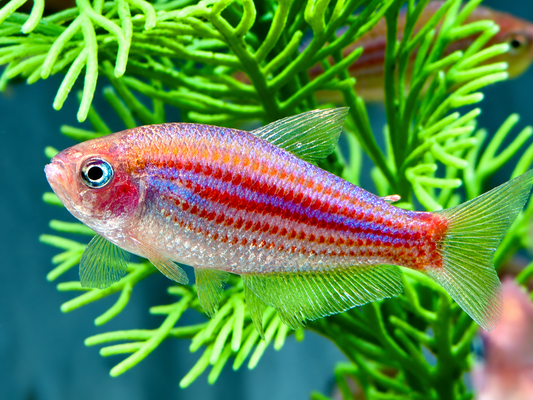 Purpurstreifen Königssalmler Inpaichthys parauapiranga 3-3,5 cm